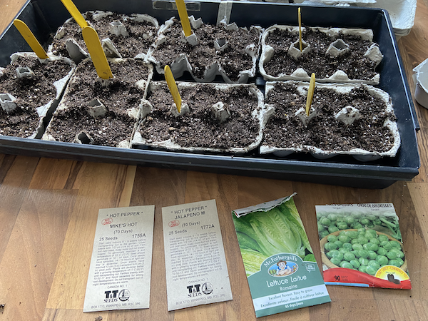 getting ready to plant - soil, egg cartons, seeds
