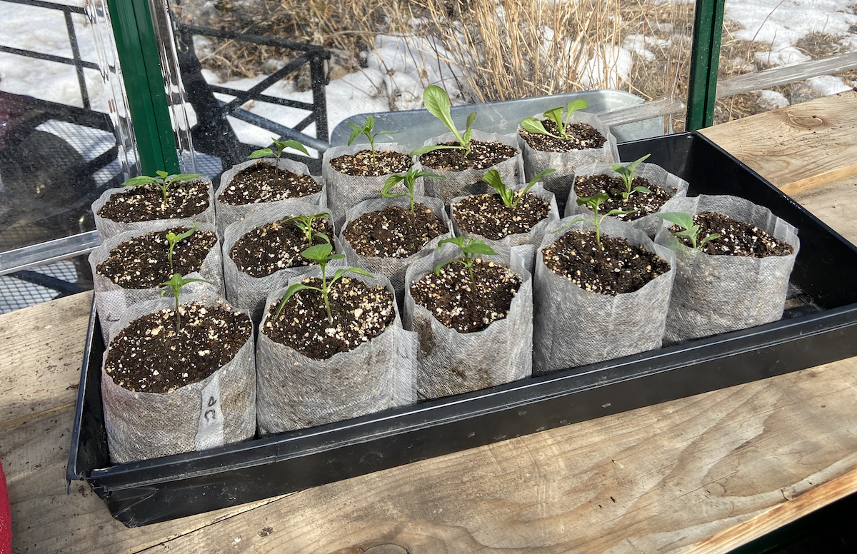Pepper seedlings in the greenhouse