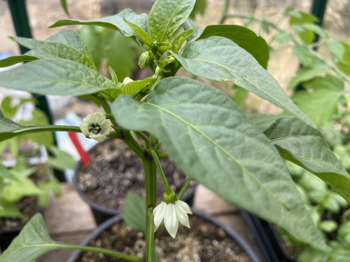 Flowering pepper plant