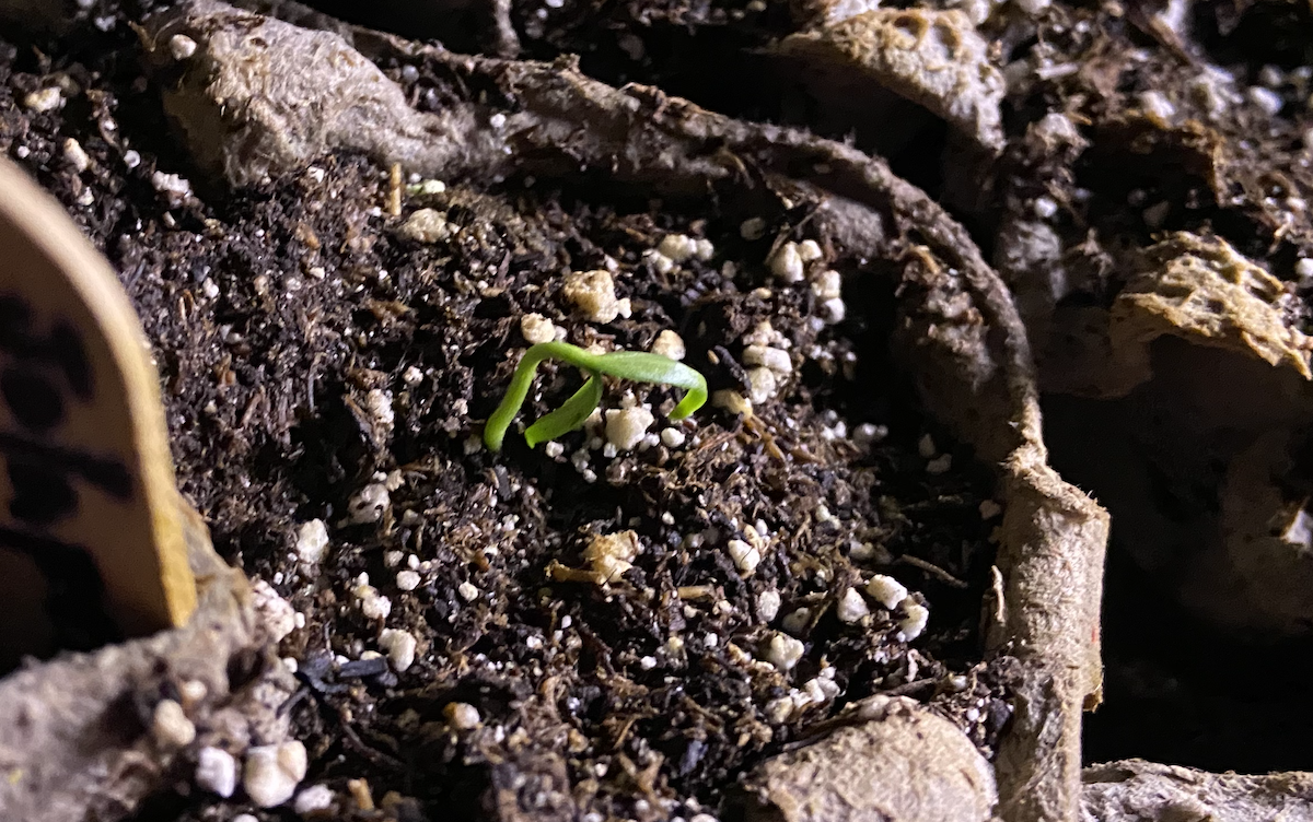A pepper seedling just emerging from the soil.