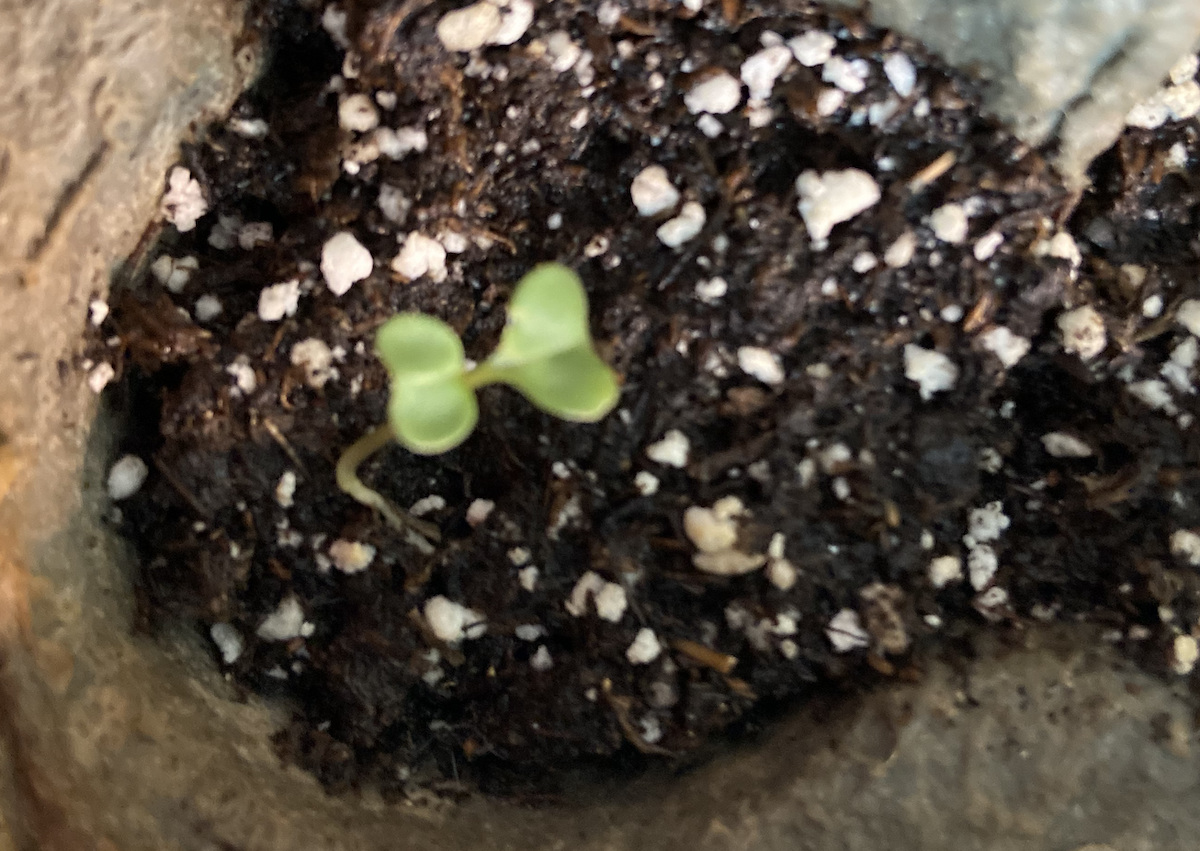 Brussel Sprout seedling