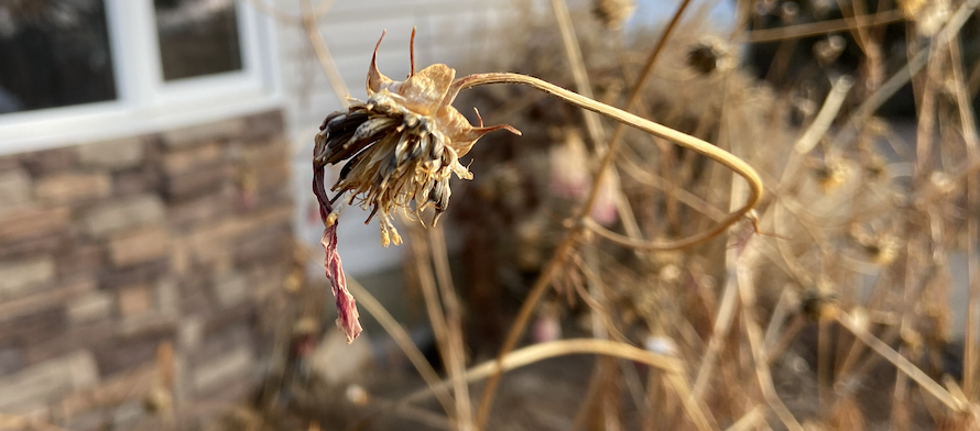Cosmo standing dead. A seed pod in focus.