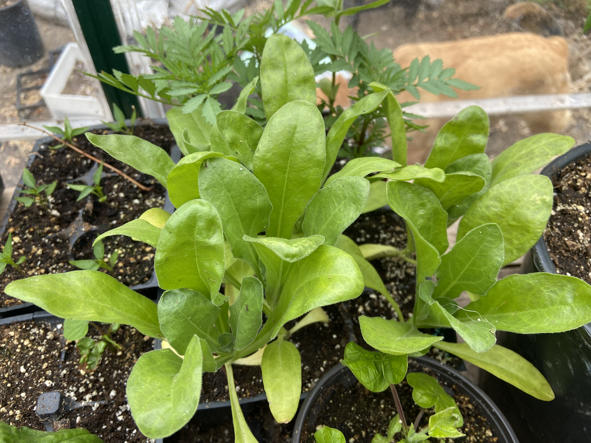 Flowering pepper plant