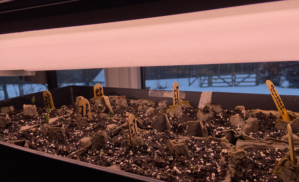 A tray of seedlings.