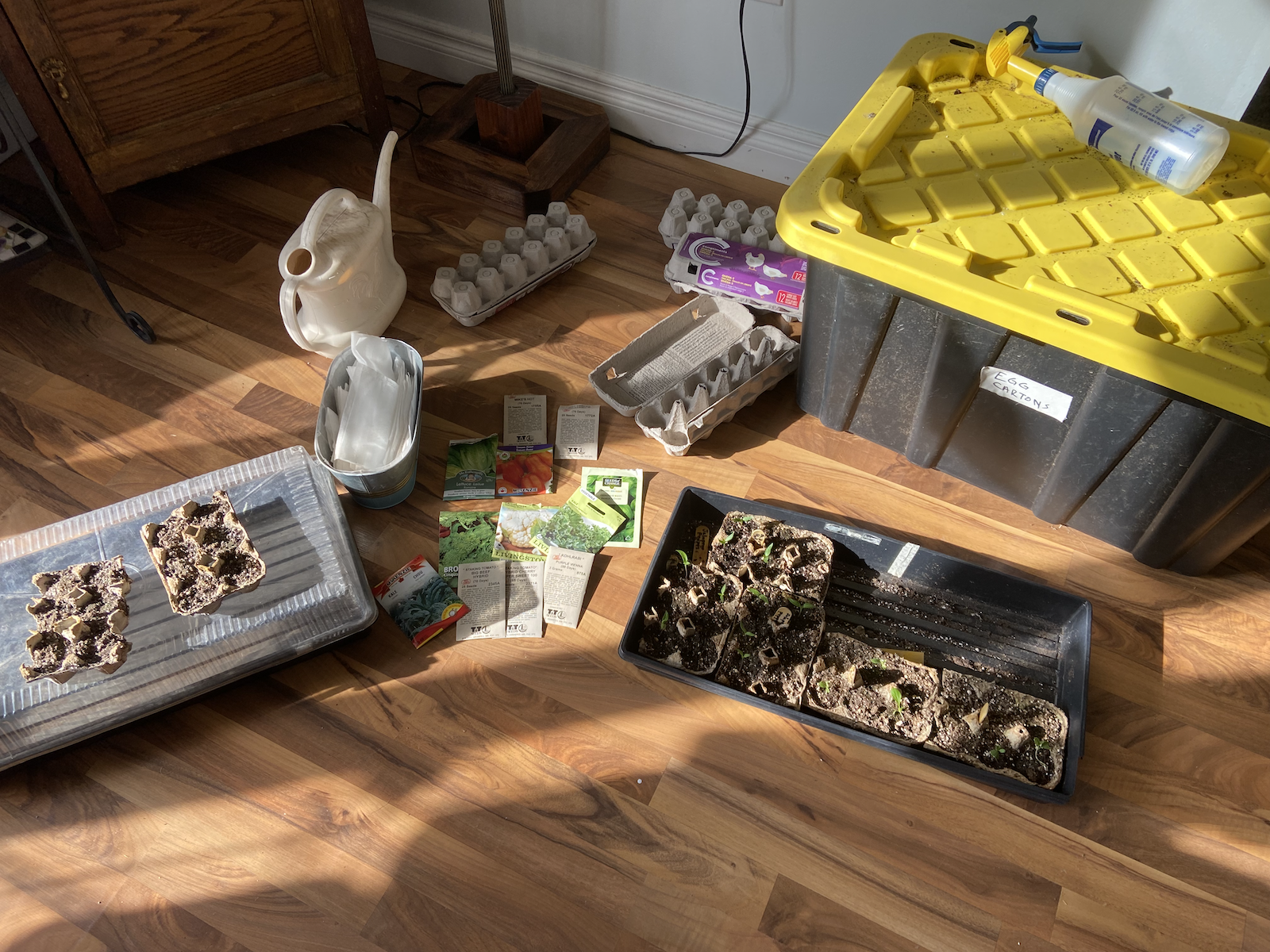 Brussel Sprout seedling